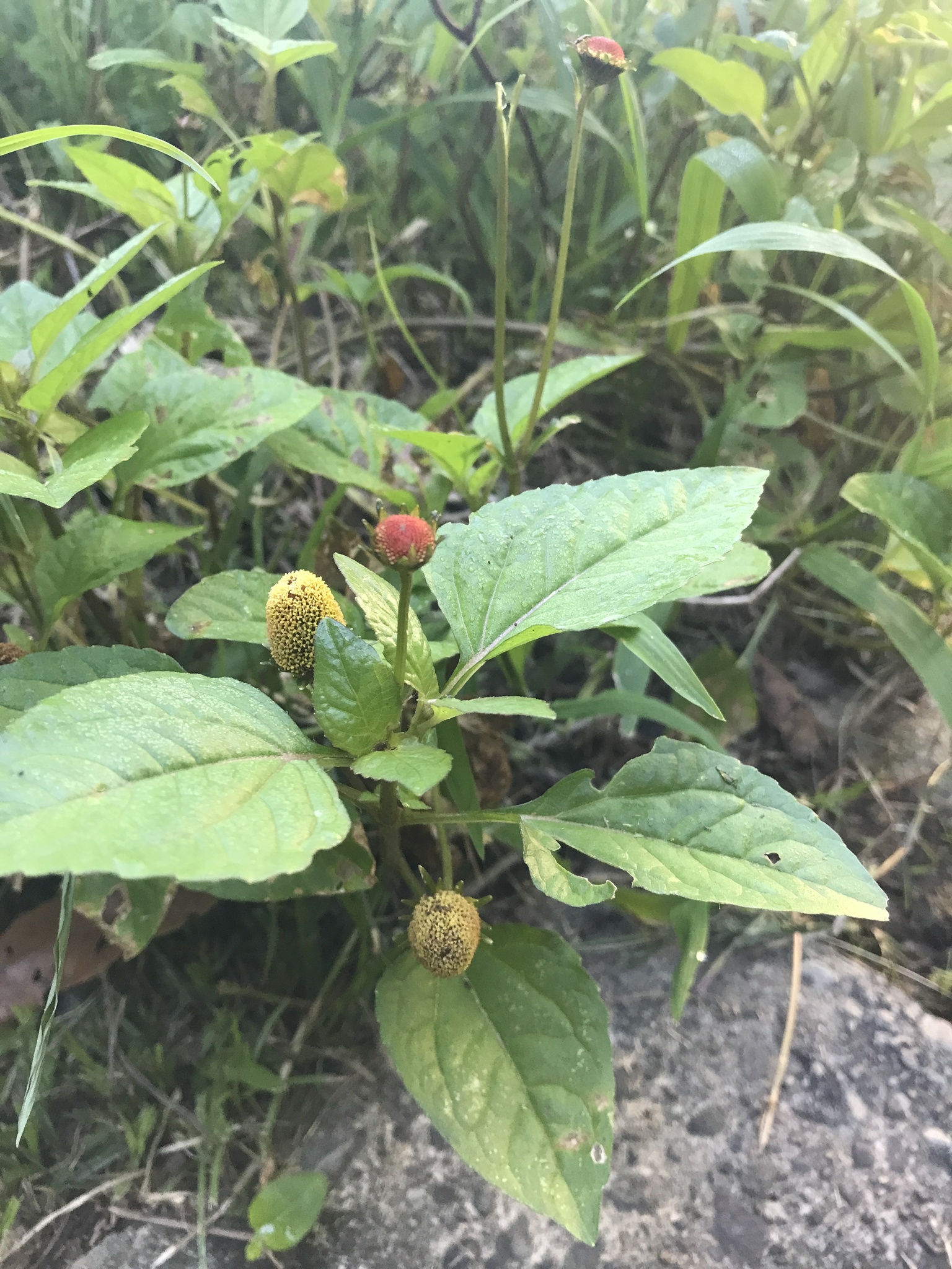 Toothache Plant (Acmella oleracea)