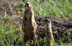 Cynomys parvidens