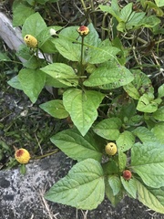 Acmella oleracea, photograph (c) Matthew Rozanoff, some rights reserved (CC BY)