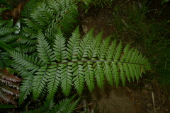 Polystichum neozelandicum neozelandicum