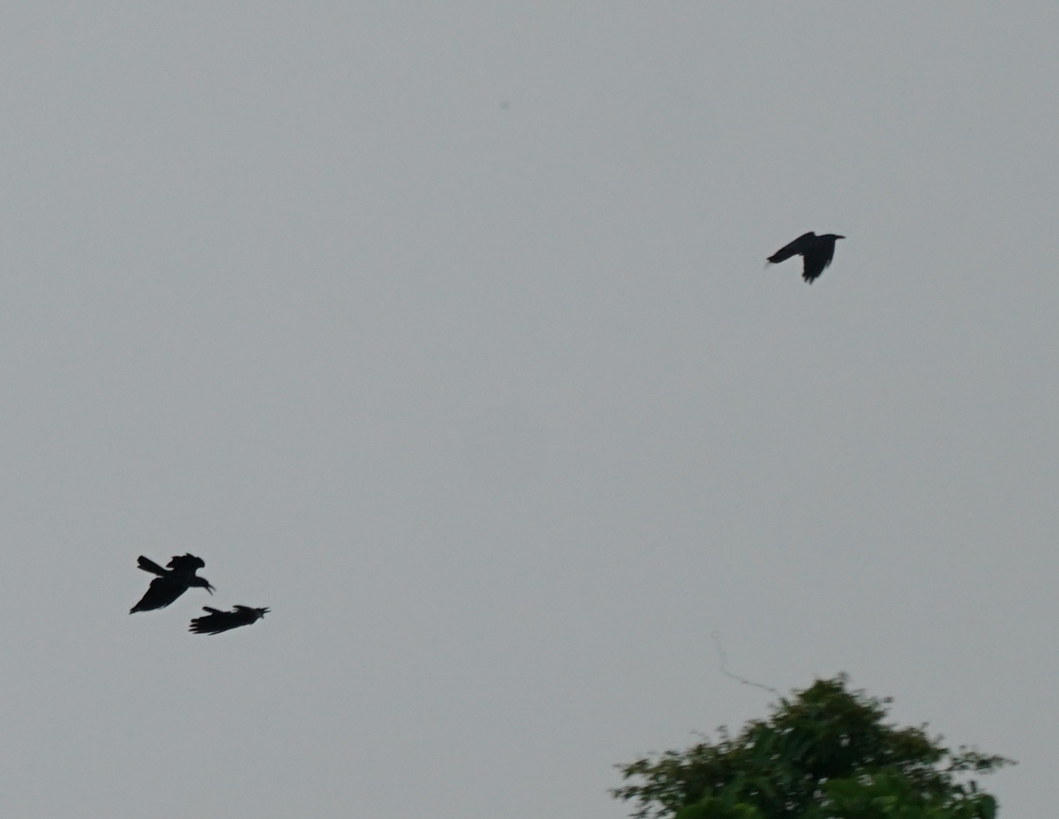 Sunda Crow (Corvus enca), photo 7