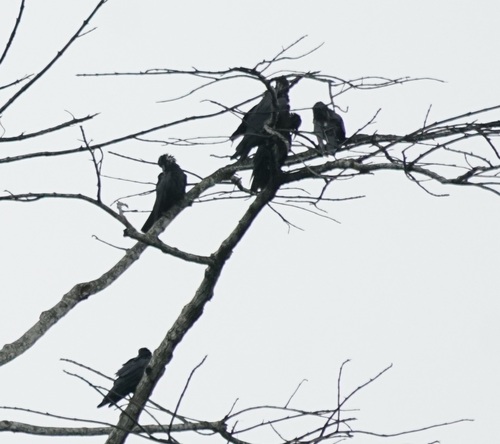 Sunda Crow (Corvus enca), photo 5