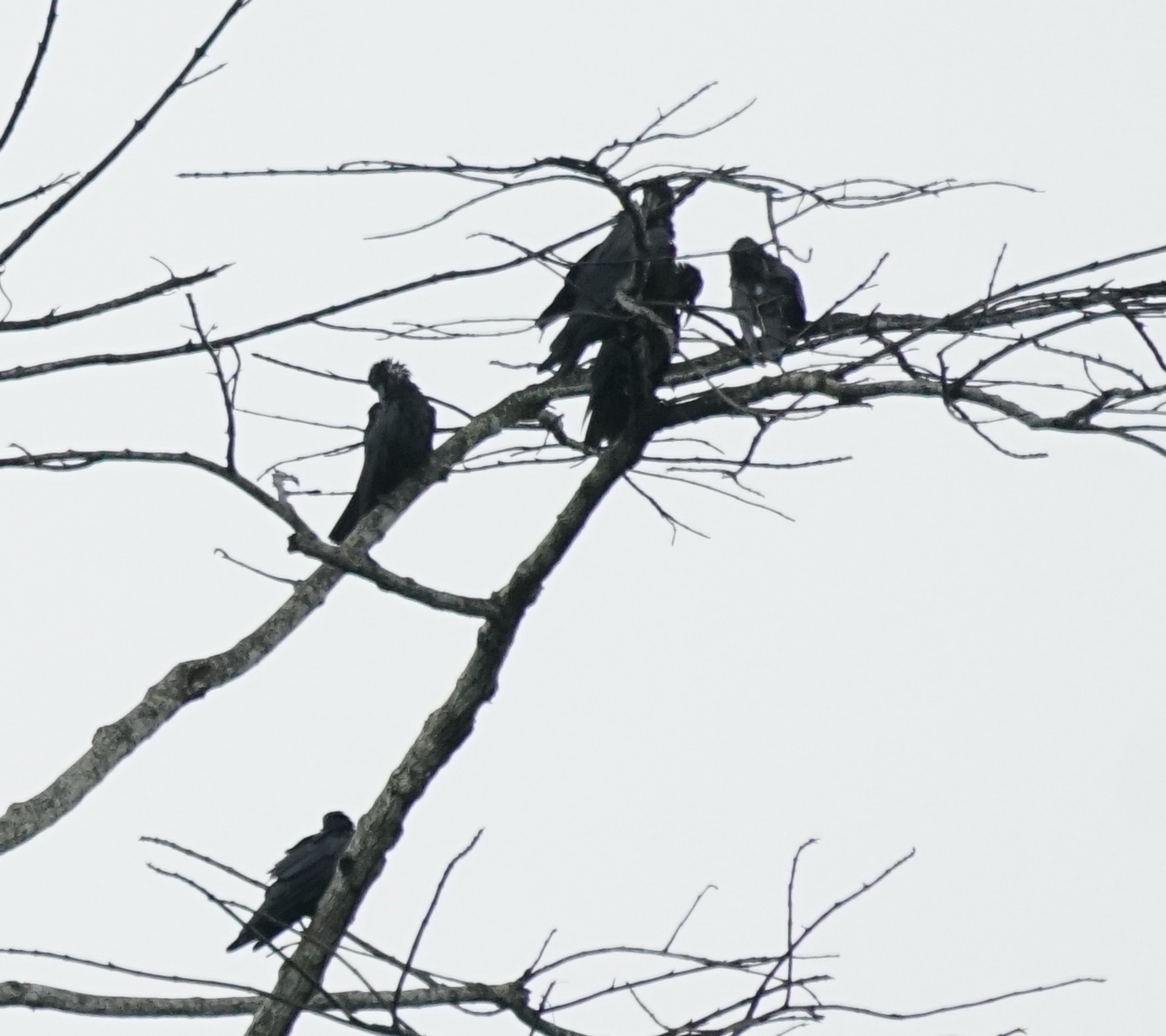 Sunda Crow (Corvus enca), photo 6