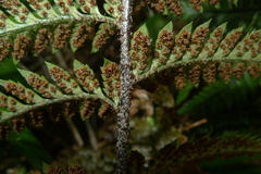 Polystichum neozelandicum neozelandicum