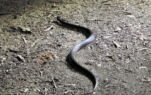 Eastern Small-eyed Snake sighting