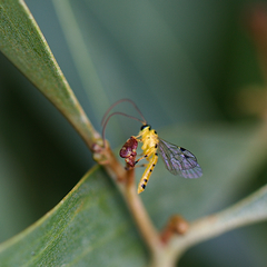 Xanthopimpla rhopaloceros