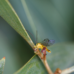 Xanthopimpla rhopaloceros