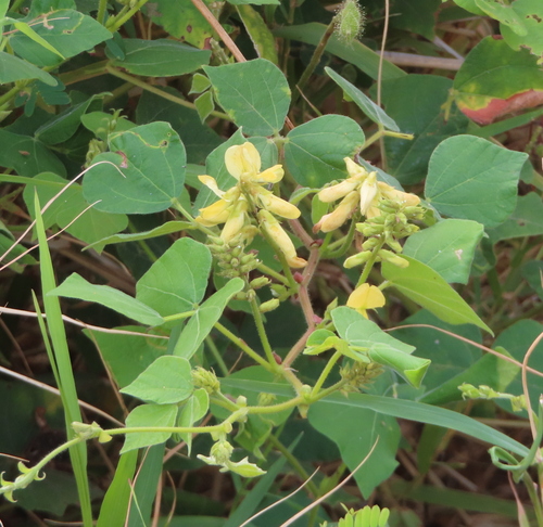 Rhynchosia viscosa observed 2025-11-07