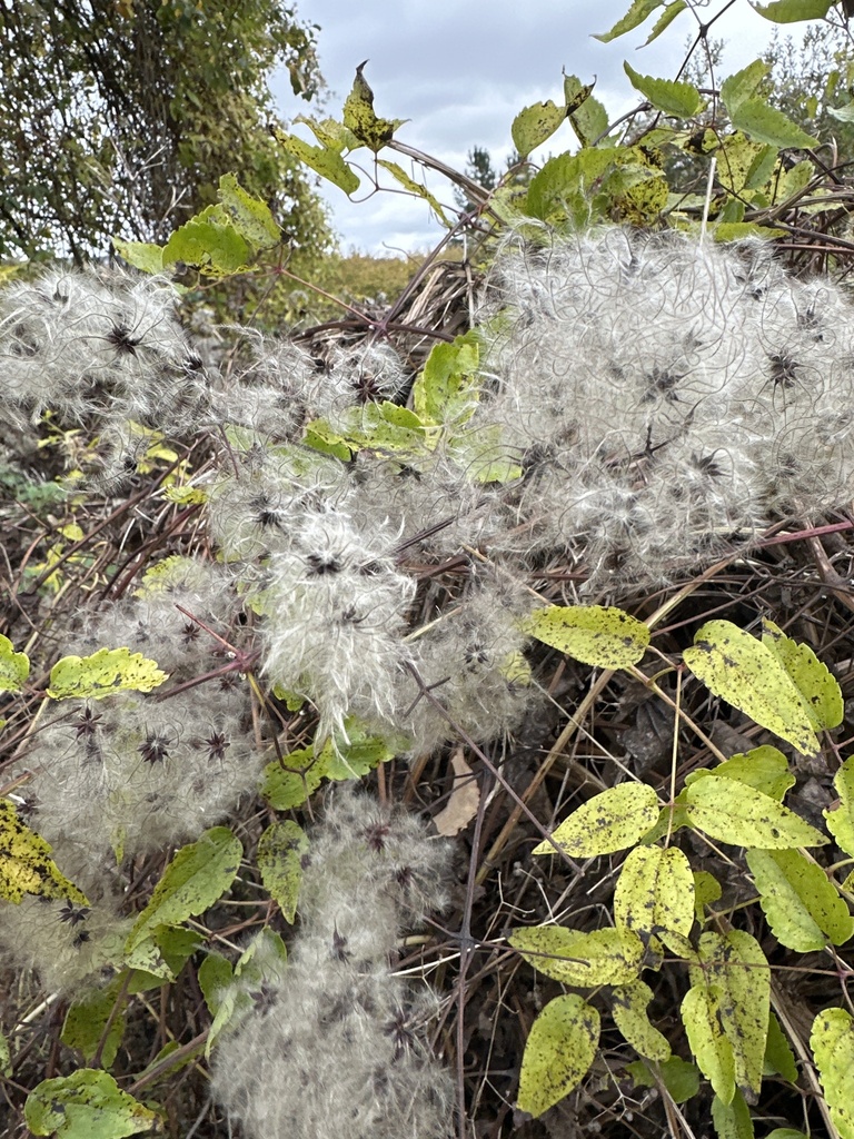 Clematis vitalba