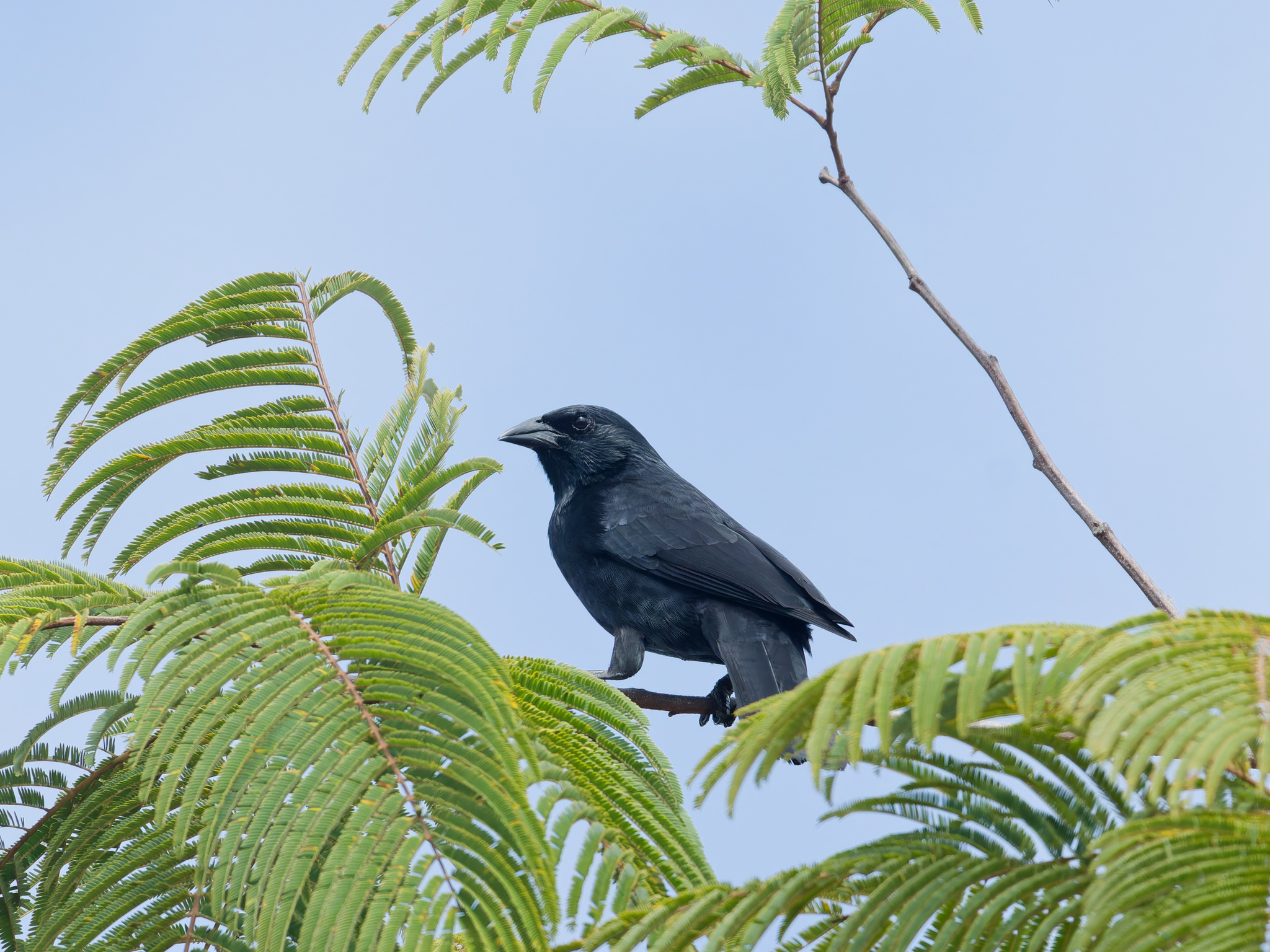 Chopi Blackbird illustration