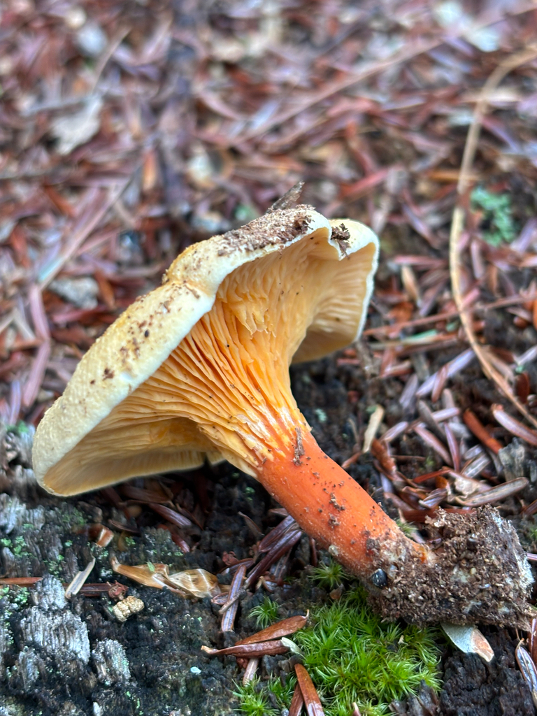 Hygrophoropsis aurantiaca · November 2025 · photo: © jsrhollis (iNaturalist, cc-by)