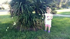 Dietes bicolor bicolor