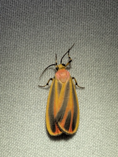 Painted Lichen Moth photo 4