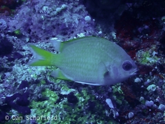 Chromis analis