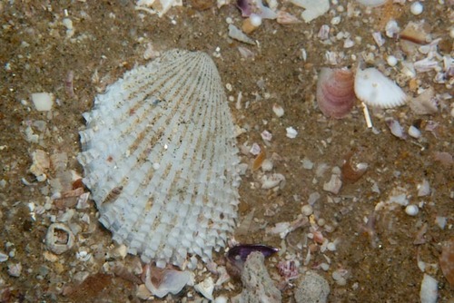 Lima vulgaris observed 2025-10-26