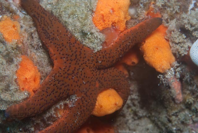 Red Sea Star