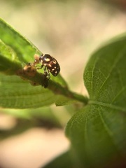 Cryptocephalus nigrocinctus
