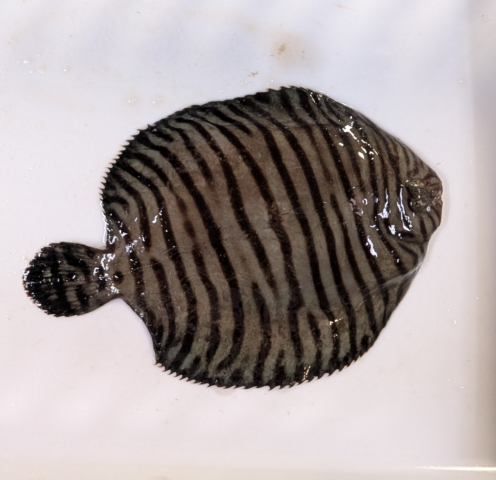 Fringed sole (Gymnachirus texae) — Achiridae