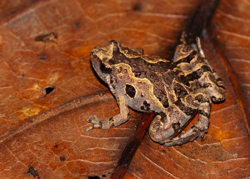Butler's Chorus Frog