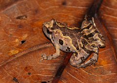 Butler's Chorus Frog photo 1