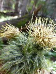 Cirsium parryi