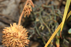 Conostylis aculeata cygnorum