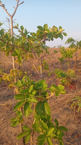Crooked False Medlar