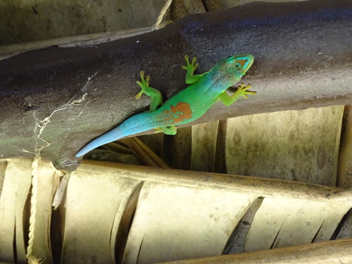 Striped Day Gecko