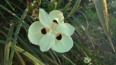Dietes bicolor bicolor