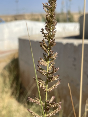 halfa grass
