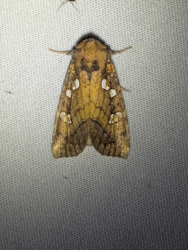 Thistle Stem Borer Moth photo 4