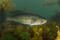 Odax pullus