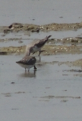 Calidris pygmaea