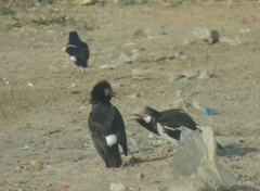 Gracupica floweri
