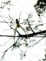 Leucauge blanda