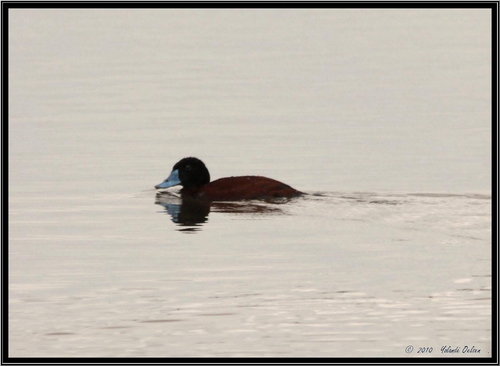 iNaturalist: (c) Yolande Oelsen, some rights reserved (CC BY-NC), uploaded by Yolande Oelsen iNaturalist image