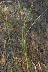 Thysanotus arbuscula