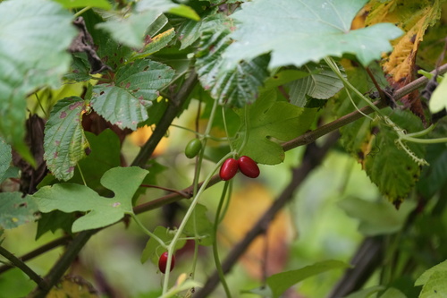 fivelobe cucumber (Cayaponia quinqueloba)