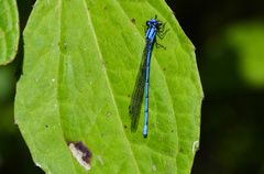 Argia anceps