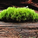 Howell's Dicranum Moss - Photo (c) Andrew Simon, some rights reserved (CC BY-NC), uploaded by Andrew Simon