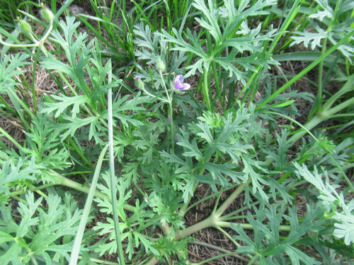 Erodium stephanianum (Erodium stephanianum)
