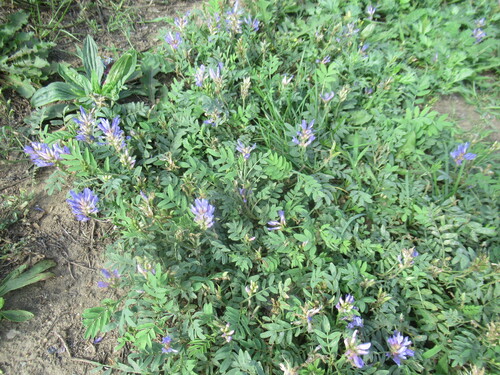 Laxmann's Milkvetch (Astragalus laxmannii)