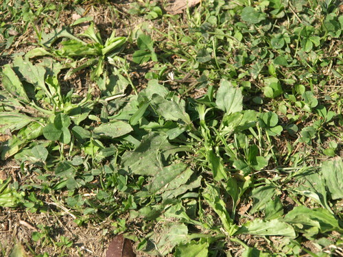 Plantago formosana iNat (1)