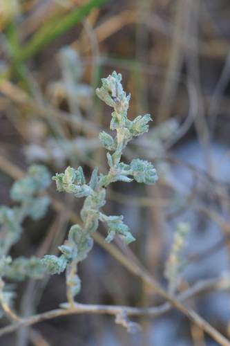 Kleberg Saltbush (Atriplex klebergorum)