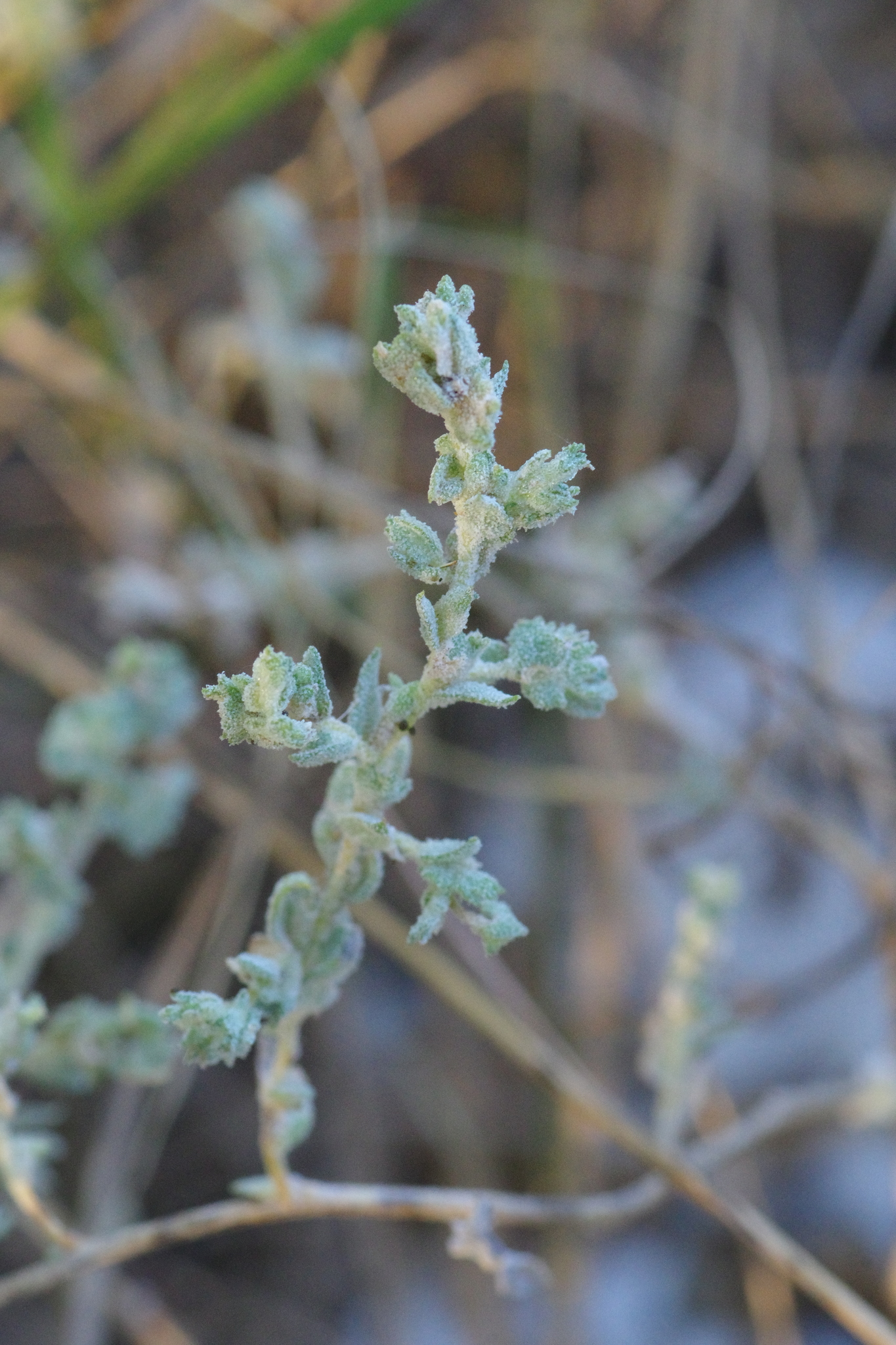 Atriplex klebergorum