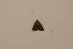 Bulia