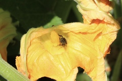 Anthophila