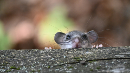 European Fat Dormouse (Glis glis)