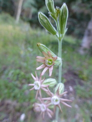 Silene scouleri pringlei