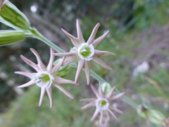 Silene scouleri pringlei